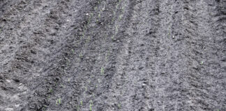 Śmietka cebulanka atakuje plantacje na Kujawach – komunikat warzywniczy 11 maj 2021