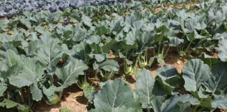 Kalarepa – odmiany sprawdzone w uprawie