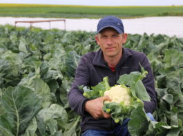 Ocena jakości najwcześniejszych kalafiorów w regionie Igołomii