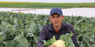 Ocena jakości najwcześniejszych kalafiorów w regionie Igołomii