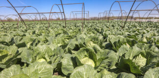 Wczesne warzywa nieco później w tym roku, ale jakość zapowiada się naprawdę dobrze