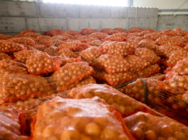 Połowa maja 2022, a cebula dalej leży i coraz lepiej się sprzedaje