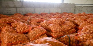 Połowa maja 2022, a cebula dalej leży i coraz lepiej się sprzedaje