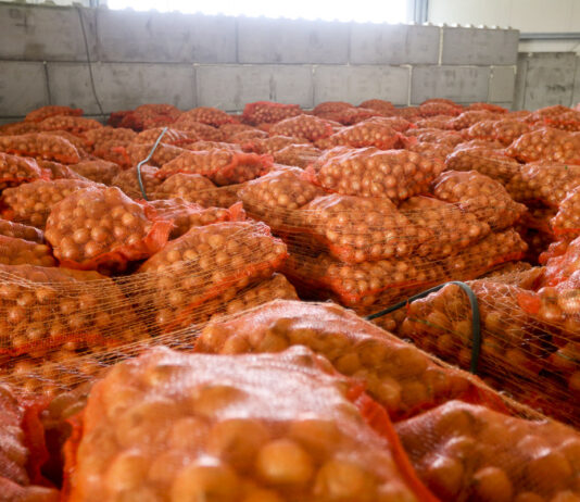 Połowa maja 2022, a cebula dalej leży i coraz lepiej się sprzedaje