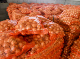 Wysokie ceny cebuli w Holandii