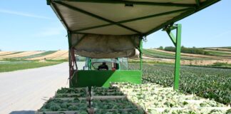 Zbiory wczesnego kalafiora – odmiany i opinie