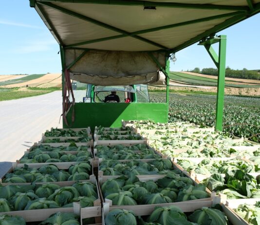 Zbiory wczesnego kalafiora – odmiany i opinie