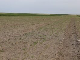 Cebula w początkowej fazie drugiego liścia – odmiany, herbicydy, nawożenie