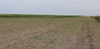 Cebula w początkowej fazie drugiego liścia – odmiany, herbicydy, nawożenie