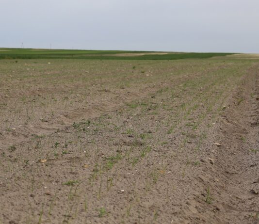 Cebula w początkowej fazie drugiego liścia – odmiany, herbicydy, nawożenie