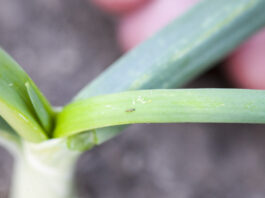 Bakteria Saccharopolyspora spinosa do zwalczania szkodników gryzących