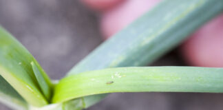 Bakteria Saccharopolyspora spinosa do zwalczania szkodników gryzących