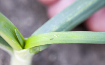 Bakteria Saccharopolyspora spinosa do zwalczania szkodników gryzących