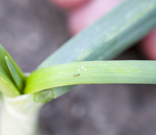 Bakteria Saccharopolyspora spinosa do zwalczania szkodników gryzących