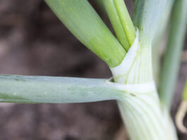 Pierwsze wciornastki na cebuli zimującej (Komunikat warzywniczy 27 maj 2022) wciornastek_na_cebuli