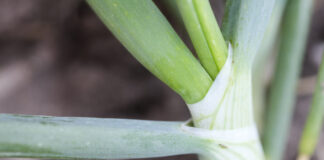 Wciornastek tytoniowiec w cebuli i porze – aktualne zalecenia ochrony roślin (2 czerwiec 2025) wciornastek_na_cebuli