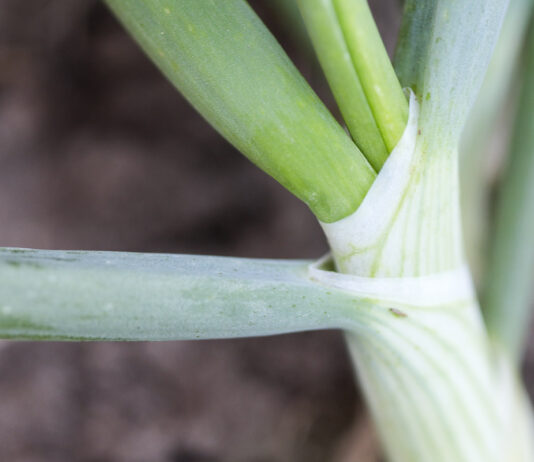 Wciornastek tytoniowiec w cebuli i porze – aktualne zalecenia ochrony roślin (2 czerwiec 2025) wciornastek_na_cebuli