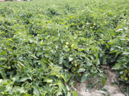 Nawożenie dolistne pomidorów gruntowych. Zalecenia ekspertów- FILM