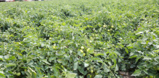 Nawożenie dolistne pomidorów gruntowych. Zalecenia ekspertów- FILM