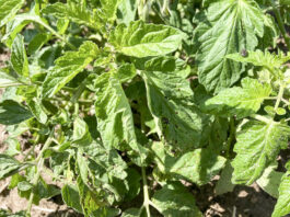 Bakteriozy na pomidorach już się pojawiają (komunikat warzywniczy 29 czerwiec 2022)