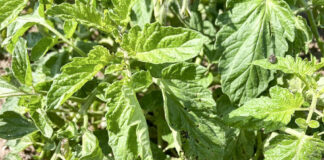 Bakteriozy na pomidorach już się pojawiają (komunikat warzywniczy 29 czerwiec 2022)