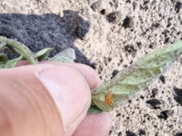 Stonka na pomidorze (komunikat warzywniczy 6 czerwiec 2022) stonka na pomidorze