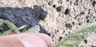 Stonka na pomidorze (komunikat warzywniczy 6 czerwiec 2022) stonka na pomidorze