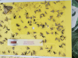 Rozpoczęły się loty tantnisia krzyżowiaczka – kiedy optymalnie wykonać zabiegi (komunikat warzywniczy 14 czerwca 2022)