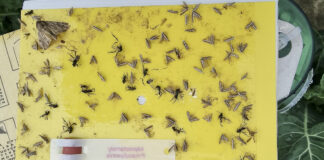 Rozpoczęły się loty tantnisia krzyżowiaczka – kiedy optymalnie wykonać zabiegi (komunikat warzywniczy 14 czerwca 2022)