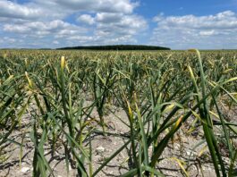 Zasychanie końcówek szczypioru u cebuli i czosnku