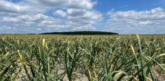 Zasychanie końcówek szczypioru u cebuli i czosnku