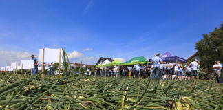 Cebula ozima – jak uprawiać? – Kruszwica