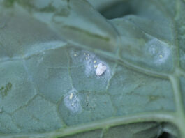 Mączlik warzywny – pierwsze osobniki już na brokułach (komunikat warzywniczy 23 czerwiec 2022)