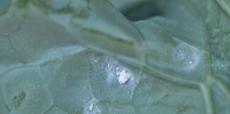 Mączlik warzywny – pierwsze osobniki już na brokułach (komunikat warzywniczy 23 czerwiec 2022)