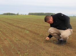 Cebula 2022 – czy to będzie dobry sezon?