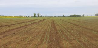 Produkcja warzyw polowych według GUS w 2022 roku