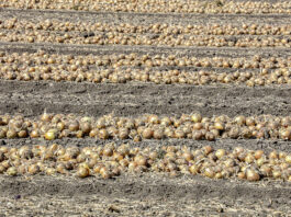 Mniej cebuli 2022. Przyczyny, skutki, aktualne zalecenia