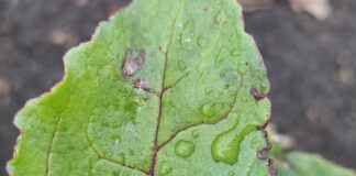 Chwościk na buraku ćwikłowym (komunikat warzywniczy 2 czerwca 2022) choroby buraka ćwikłowego zdjęcia