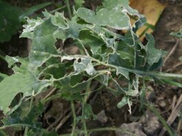 Naturalne metody walki ze ślimakami na polach uprawnych