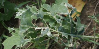 Naturalne metody walki ze ślimakami na polach uprawnych