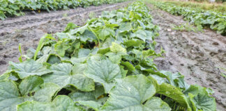 Jak nawozić ogórki w warunkach stresowych. Susza, grad, choroby