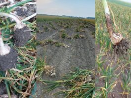 Uprawa czosnku od zera jak rośnie czosnek