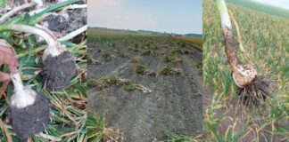 Uprawa czosnku od zera jak rośnie czosnek