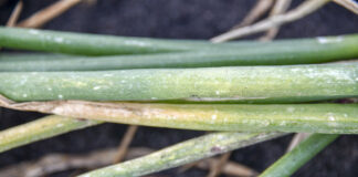 Mączniak rzekomy na cebuli z dymki i z siewu wiosennego (komunikat warzywniczy 26 lipiec 2022)
