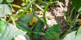 W ochronie ogórków postaw na miedź systemiczną