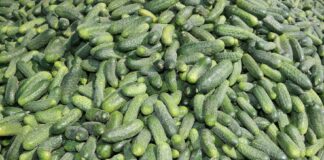 Ogórki gruntowe – wyższa chrupkość, lepsze wyrównania i mniejsze zużycie ś.o.r.