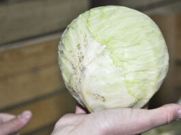 Wciornastki na kapustach głowiastych (komunikat warzywniczy 27 lipiec 2022)