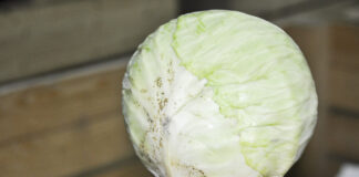 Wciornastki na kapustach głowiastych (komunikat warzywniczy 27 lipiec 2022)