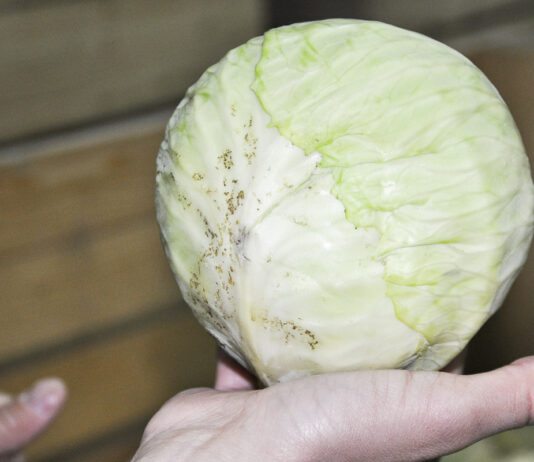 Wciornastki na kapustach głowiastych (komunikat warzywniczy 27 lipiec 2022)