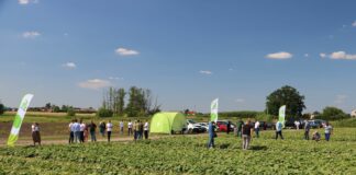 Odmiany ogórka partenokarpiczne. Czy podbiją rynek?
